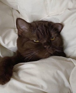 Создать мем: кошка, шоколадный скоттиш страйт кот, суровый британский шоколадный кот