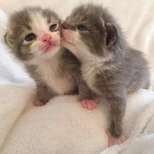 Create meme: cute animals, cute cats, cute kittens