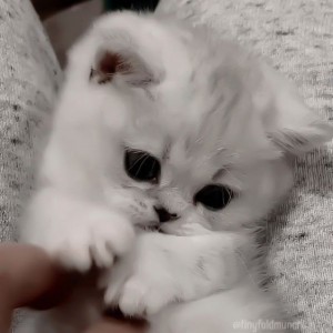 Create meme: kittens silver chinchilla