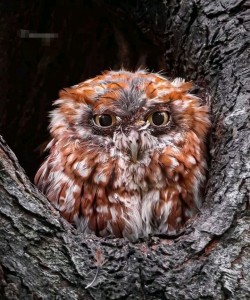 Create meme: owl owl, owl, bird owl