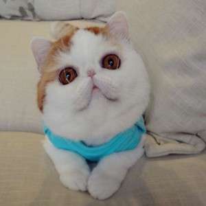 Create meme: grumpy cat, cute cat, persian cat