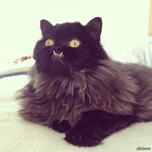 Создать мем: кошки, персидская кошка, кот вампир
