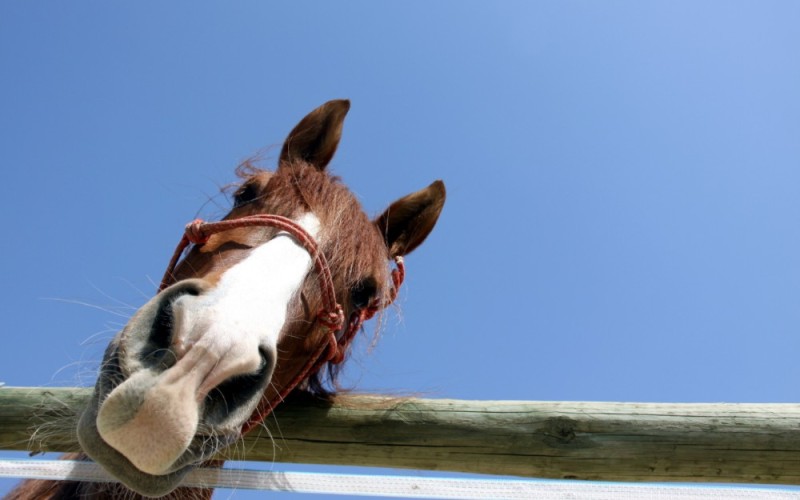 Create meme: horse muzzle, horse's muzzle, horse 