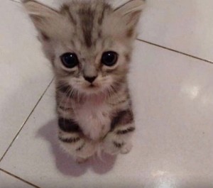 Create meme: cats kittens, adorable kittens, cute cats