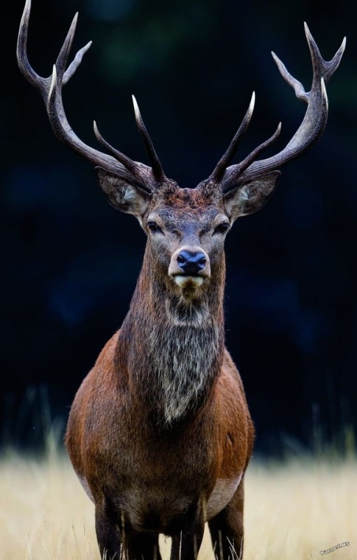 Create meme: deer elk , deer maral, horned deer