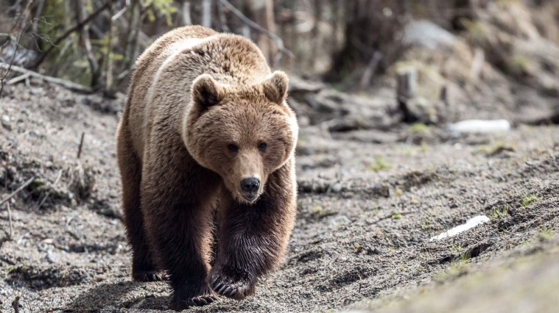Create meme: brown bear , brown bear in Karelia, bear 