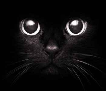 Создать мем: black cat, чёрная кошечка, черный котик