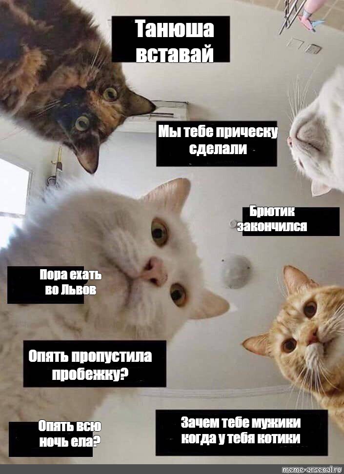 Про танюшку. Мемы с котиками. Котик Мем. Мемы про котов. Мемы с котами и Катя.