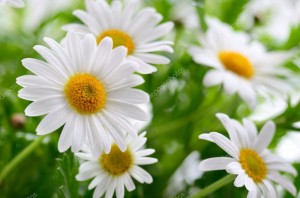 Create meme: chamomile flowers, Daisy, Wallpapers daisies