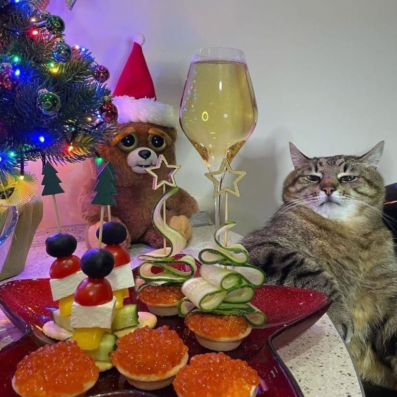 Создать мем: за новогодним столом, новогодние животные приколы, новый год кот