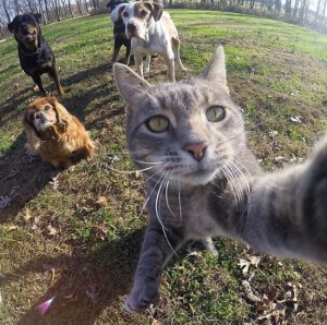 Create meme: cat, cat selfie, makes a selfie