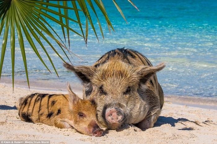 Create meme: island pigs in the Bahamas, pigs in the Bahamas, pigs in the caribbean