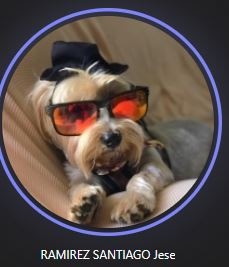 Create meme: animals , dog , Yorkshire Terrier dog