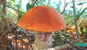 Создать мем: подосиновик обыкновенный, красноголовик гриб, трубчатые грибы подосиновик