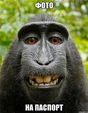 Создать мем: довольная обезьяна, обезьяна, смешные обезьяны