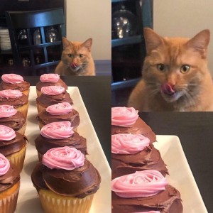Create meme: seals, cat and cupcakes meme, cats