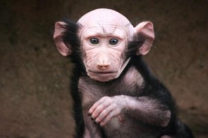 Create meme: primates, bald, bald monkey