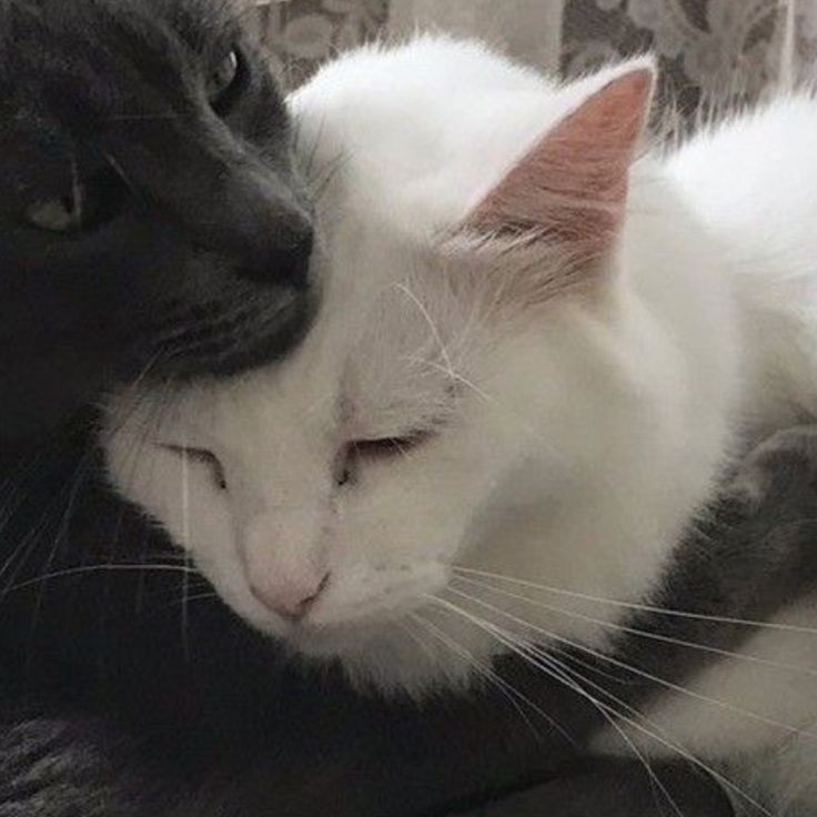 Create meme: cats hugging, animals cute, black and white cat