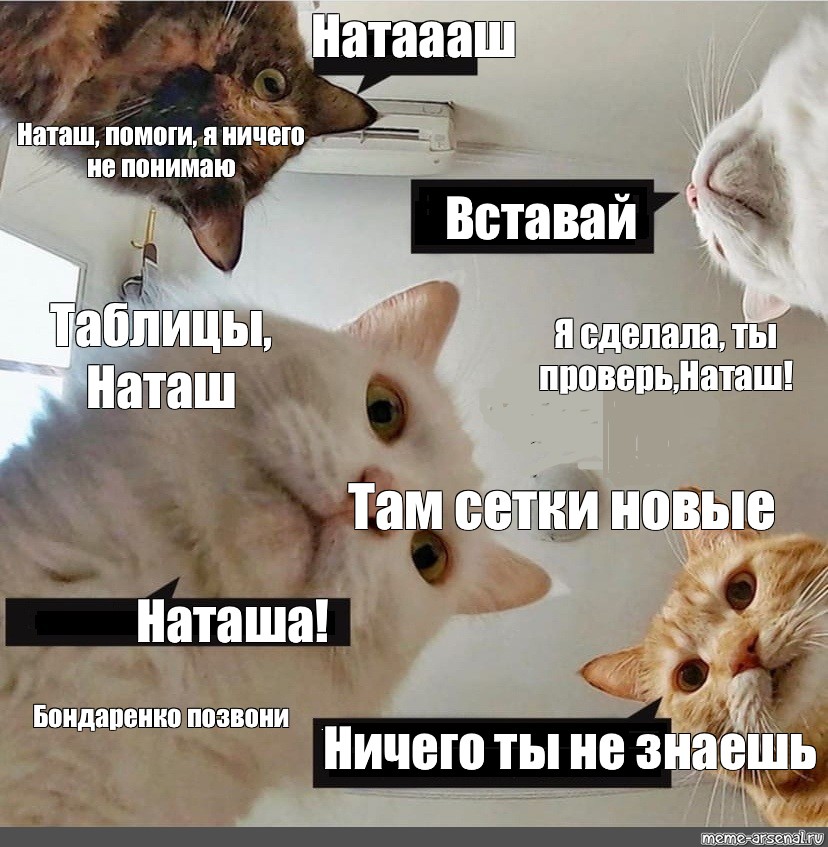 Что помогло наташе вернуться к жизни. Наташа и коты мемы новое. Популярные мемы с котами. Натаааш Мем. Котик помогите Мем.