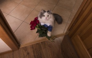Create meme: the cat gives flowers, cat with a bouquet of flowers, kitten with a bouquet of flowers