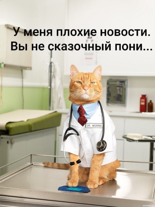 Создать мем: доктор котик, сумасшедшая кошка доктор, кот врач