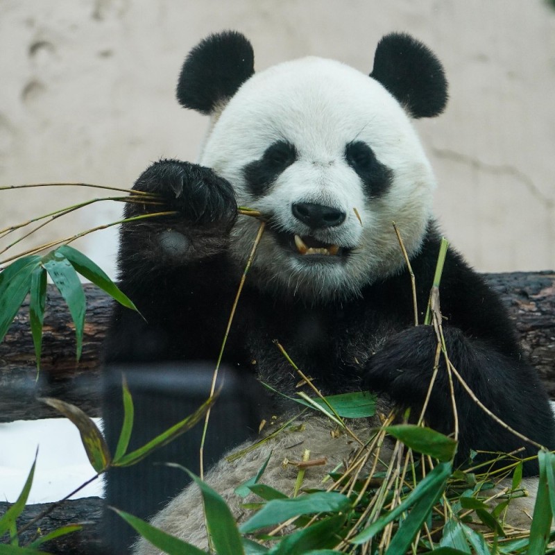 Создать мем: большая панда, панда в московском зоопарке 2021, панда жуи в московском зоопарке