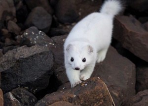 Create meme: ferret white, the weasel is cute, ermine