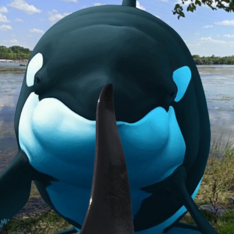 Create meme: killer whale, whale killer whale, whale killer whale