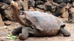 Create meme: tortoise Diego, giant turtle, Galapagos tortoise