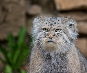 Create meme: Pallas cat photo, Pallas ' cat at the Moscow zoo, manul
