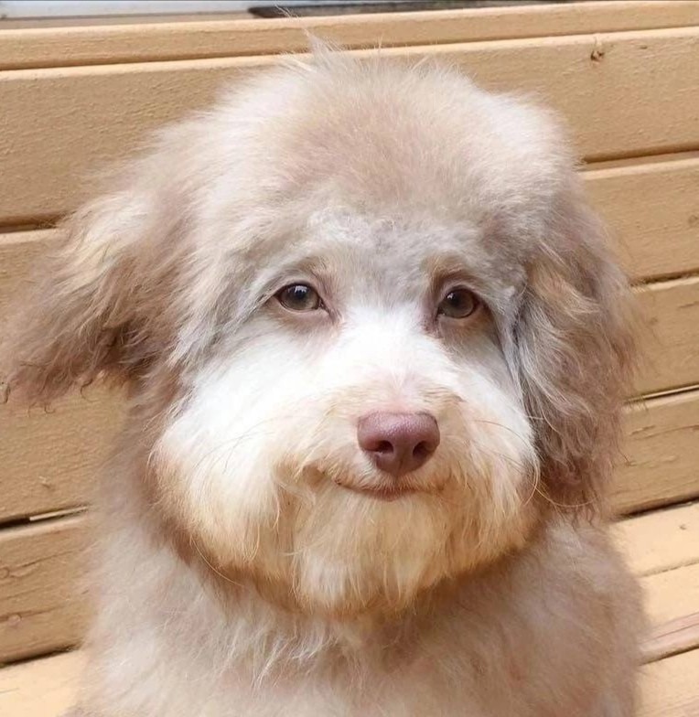 Create meme: a dog with a human face, nori the poodle, fluffy doggie