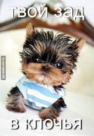 Create meme: Yorkshire Terrier , mini Yorkshire Terrier, micro yorkshire terrier