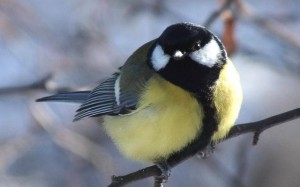 Create meme: titmouse, chickadee in winter, bird chickadee