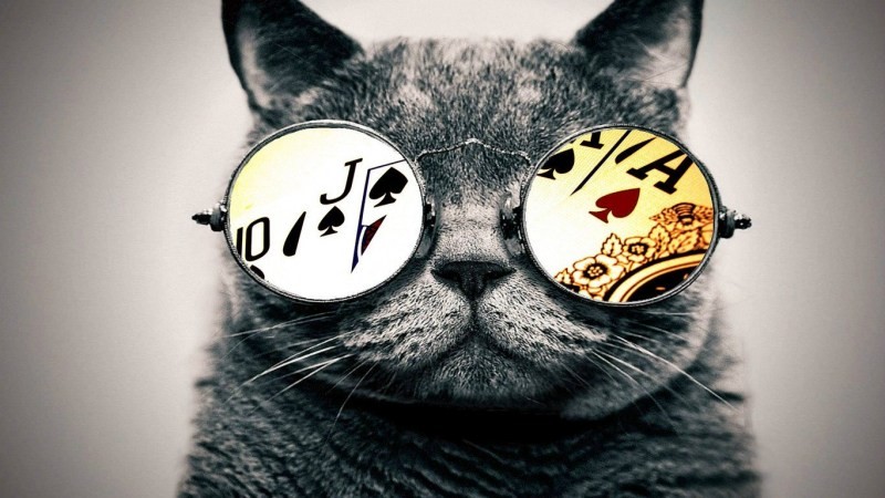Create meme: cat in round glasses