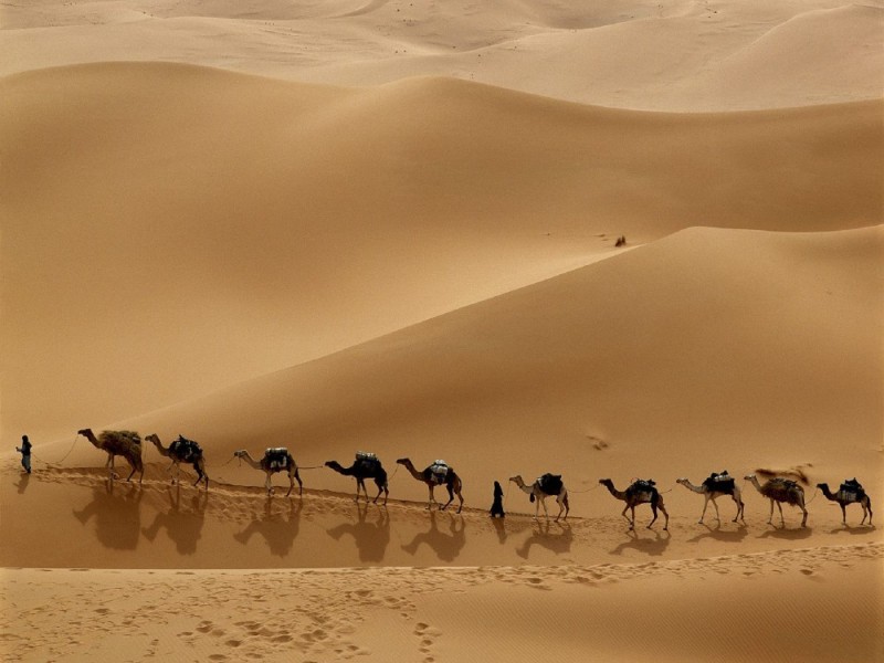 Создать мем: верблюд в пустыне, шелковый путь караван, пустыня
