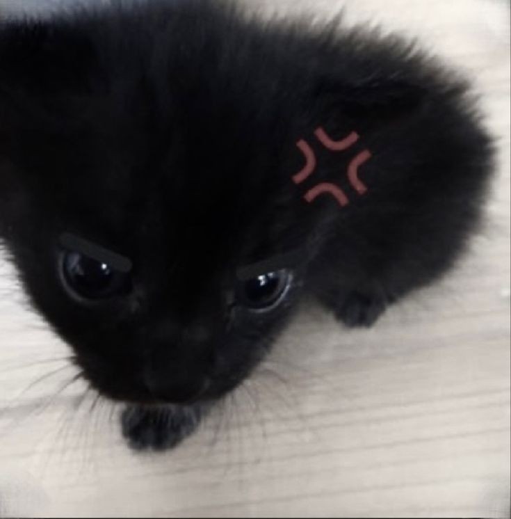 Create meme: black kitten , black cat, cute black kitten