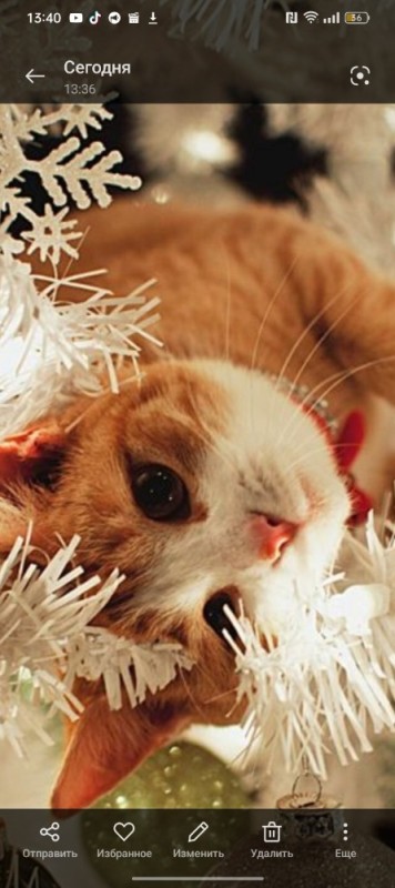 Create meme: new year's cat, Christmas animals, New year animals