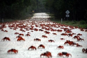 Create meme: migration of animals crabs, migration of red crabs photo, the migration of crabs