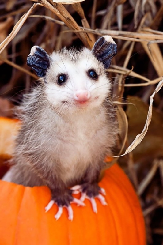 Create meme: opossum marsupial, possum , possum with pumpkin