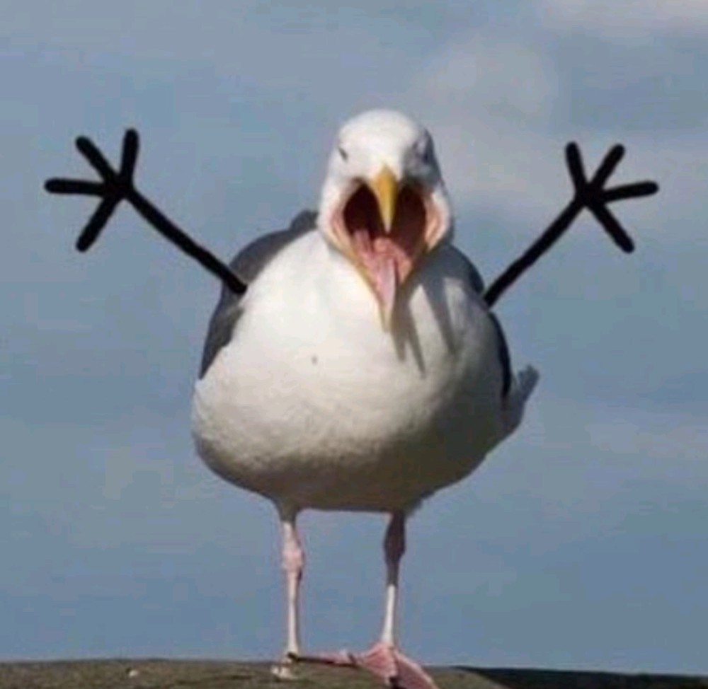Create Meme Funny Seagulls Funny Seagull Seagull Bird Pictures Meme