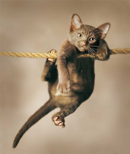 Create meme: the cat hung, Abyssinian cat , a cat with a rope
