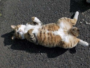 Create meme: tabby cat, cat lying on back, the cat on the back