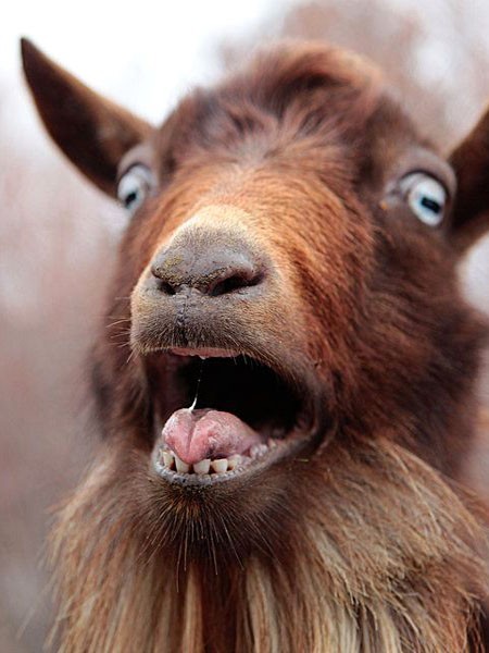Create meme: goat simulator , funny goat, funny goat 