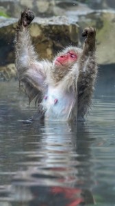 Создать мем: смешные обезьяны в воде, горячие источники японские макаки, японские макаки