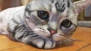 Создать мем: грустные коты, самый грустный кот в мире, самый грустный кот