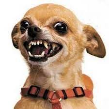 Create meme: angry dog, evil Chihuahua