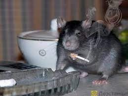 Создать мем: крыса с сигаретой, крыса крыса, крыса