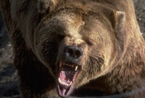 Создать мем: злой медведь, grizzly bear, медведь нападает