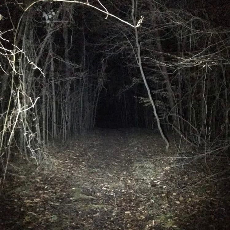 Create meme: night forest , dark forest, dark photos