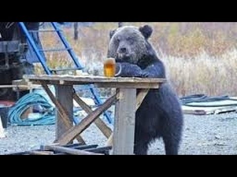 Создать мем: бурый медведь, медведь с палкой, медведь за столом